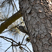 Red-cockaded Woodpecker, W. Goodrich Jones State Forest, Houston, Texas
